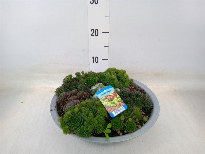 <h4>Sempervivum   ...</h4>