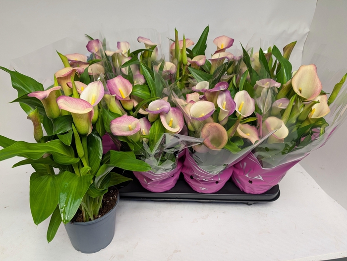 <h4>ZANT CAPT MARRERO</h4>