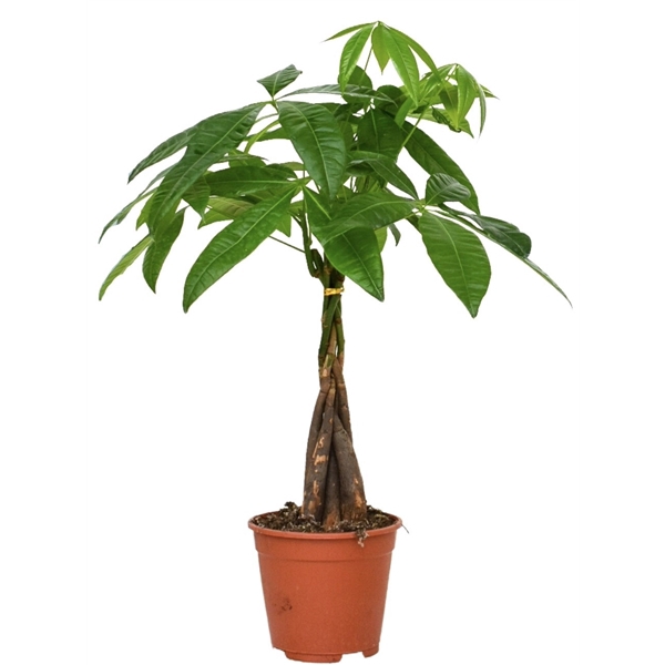 <h4>Pachira Aquatica 14 cm</h4>