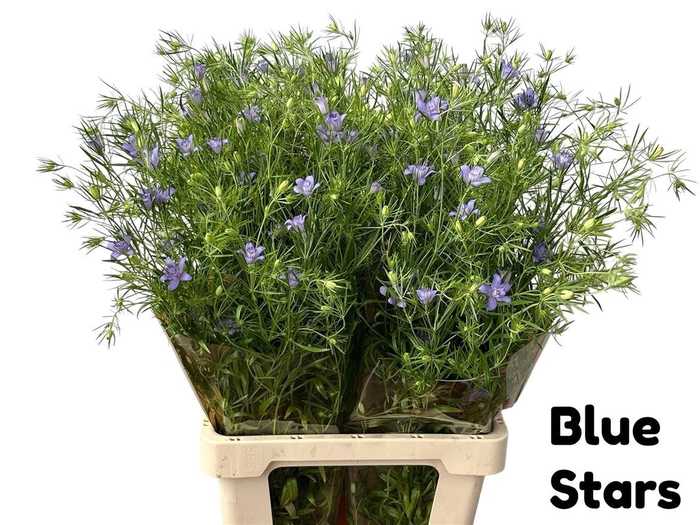 <h4>Nigella Bucharica Blue Stars</h4>
