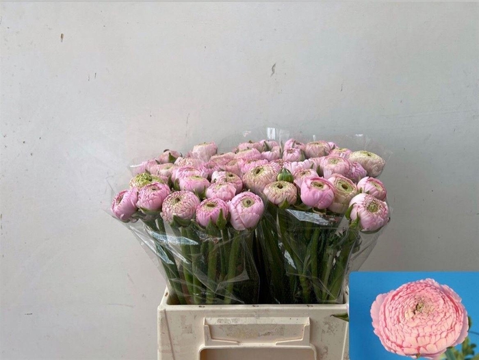 <h4>Ran Aazur Pink</h4>