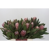 Protea Pink Ice