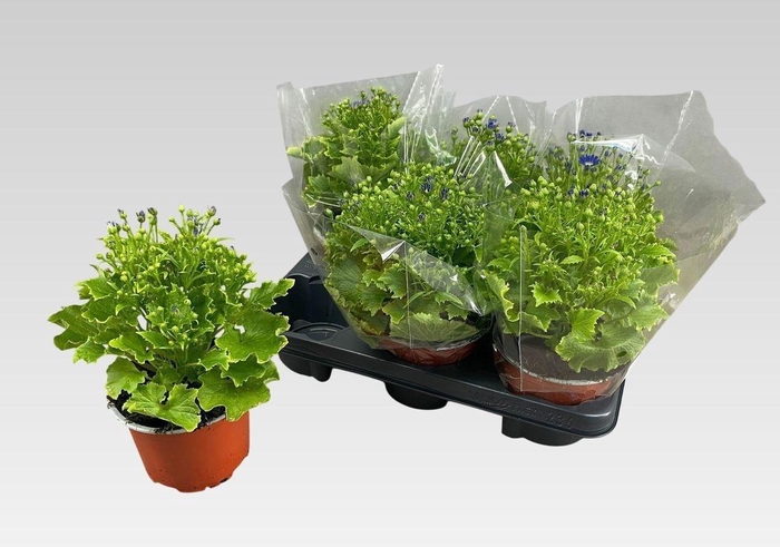 <h4>PERI C VENEZ BLUE</h4>