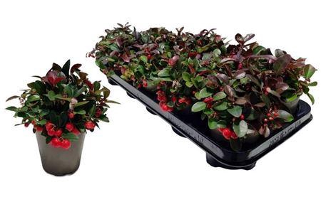 <h4>Gaulth Procumbens</h4>