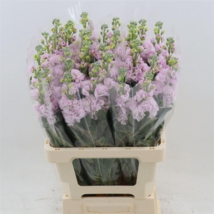 Matthiola Iron Cherry Blossom | Extra