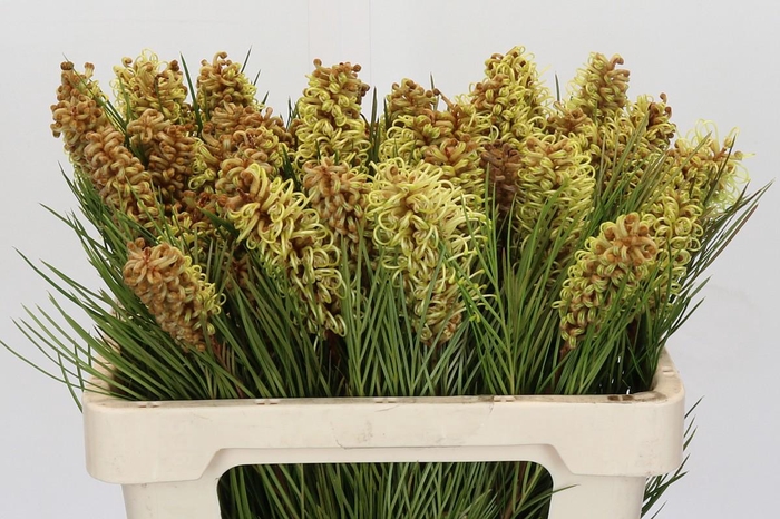 <h4>Grevillea Spiderman</h4>