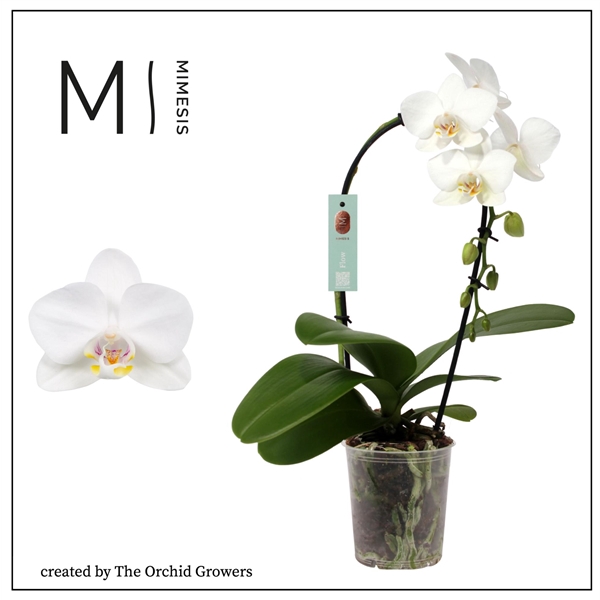 <h4>Mimesis Phal. Flow White - 1 spike 9cm</h4>