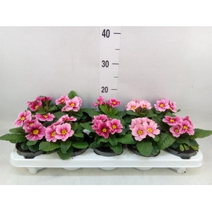 Primula ac. 'Apfelbluete Revol'