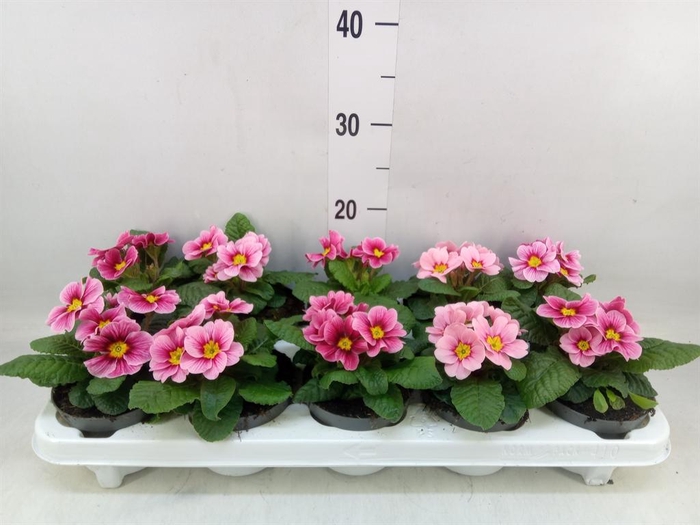 <h4>Primula ac. 'Apfelbluete Revol'</h4>