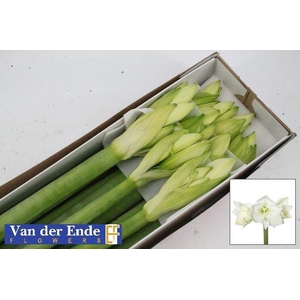 HIPPEASTRUM GA 'MONT BLANC'