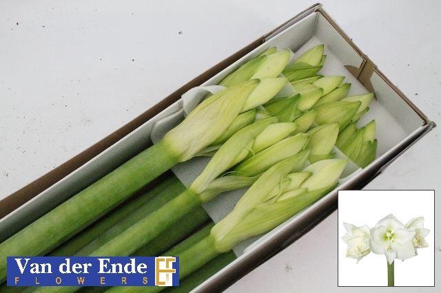 <h4>HIPPEASTRUM GA 'MONT BLANC'</h4>