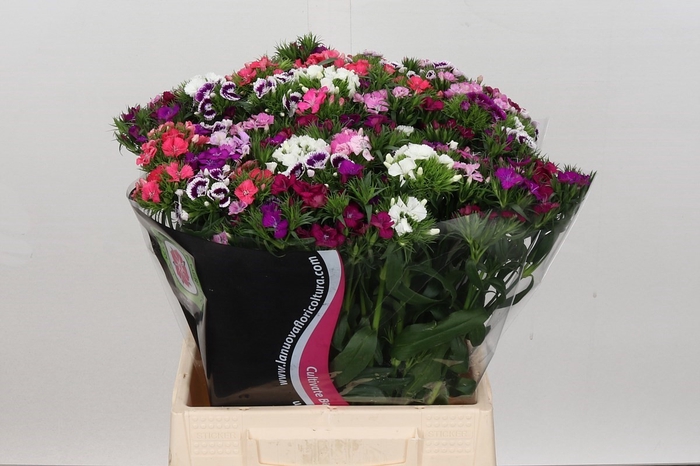 Dianthus Br Am Mix Rainbow