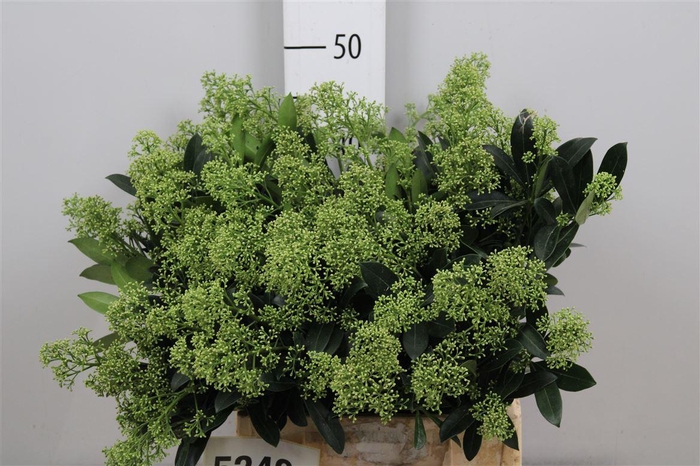 <h4>Skim J Snow White Bs</h4>