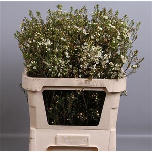 CHAME CRYSTAL PEARL 70gr