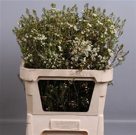 <h4>CHAME CRYSTAL PEARL 70gr</h4>