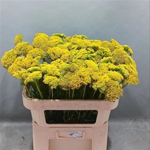 Achillea Park Variety