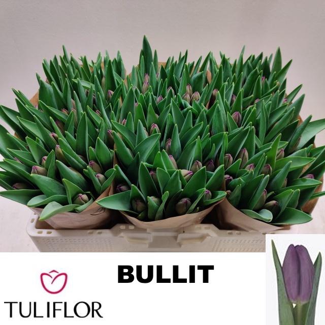 <h4>TU EN BULLIT</h4>