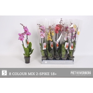 PHAL GEM 8 KL