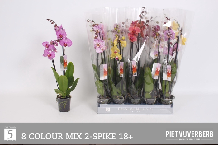 <h4>PHAL GEM 8 KL</h4>