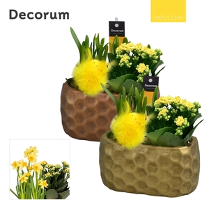 Calandiva & Narcis Rava HL25335 [YELLOW]