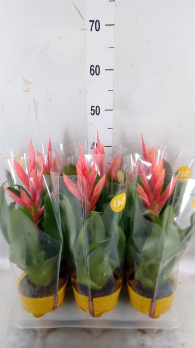 <h4>Tillandsia  'Ziva'</h4>