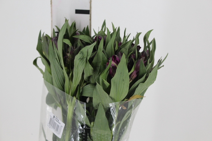 <h4>ALSTROEMERIA YAMUNA 080 CM</h4>