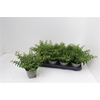 Cuph Hyssopifolia Pink