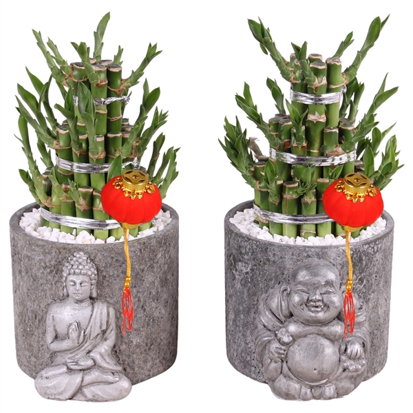 <h4>Lucky Bamboo Round 3 Small in ø11cm Concrete Silver Buddha</h4>