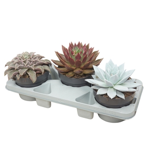 Echeveria gemengd