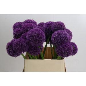 Allium Grootbloemig