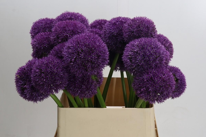 Allium Grootbloemig