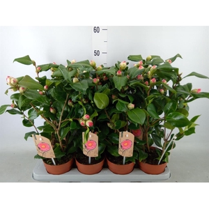 Camellia japonica 'Dr King'