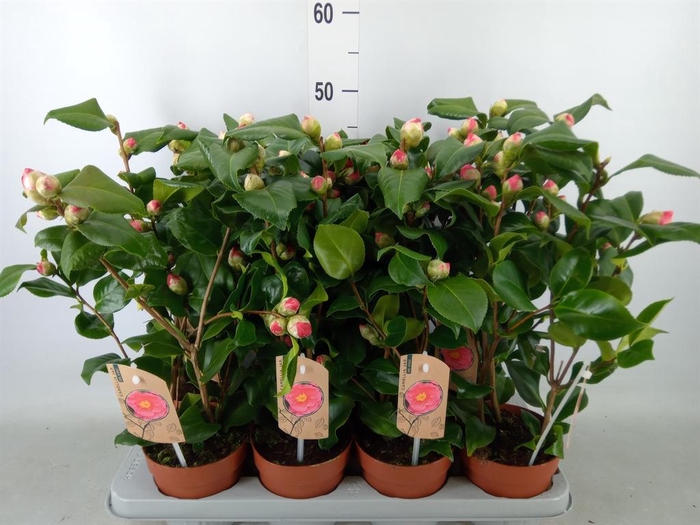 <h4>Camellia japonica 'Dr King'</h4>