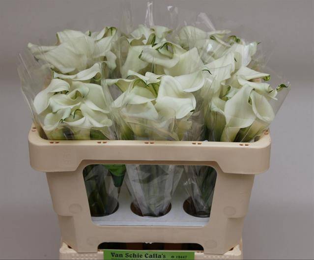 <h4>ZANT CRYSTAL BLUSH 50CM van Schie x10 TAK</h4>