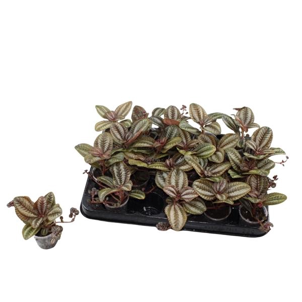 <h4>Pilea 'Norfolk'</h4>
