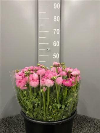 <h4>Ran Eleg Pink Extra</h4>