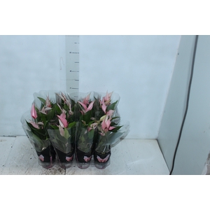 ANTHURIUM LILLI P09 PREMIUM