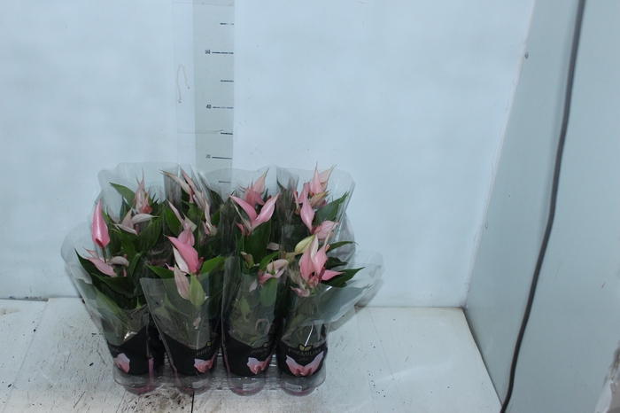 ANTHURIUM LILLI P09 PREMIUM