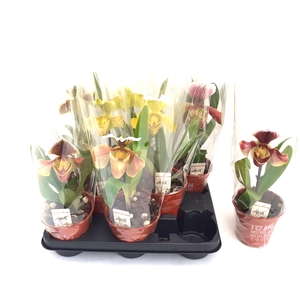 PAPH AMERIKA HYB GEM