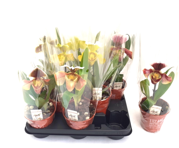 <h4>PAPH AMERIKA HYB GEM</h4>