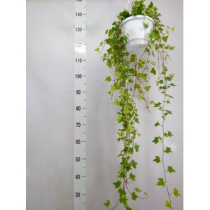 Hedera helix 'Eva'