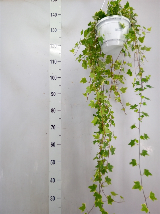 <h4>Hedera helix 'Eva'</h4>