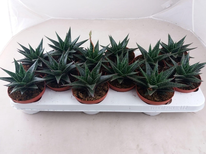 <h4>Gasteria Verrucosa</h4>