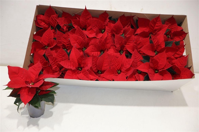 <h4>Euphor P Chr Feeling</h4>