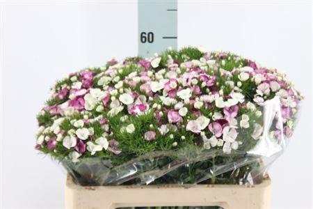 <h4>Di Barb Neon Duchesse X50</h4>