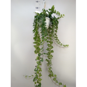 Hedera helix 'Wonder'