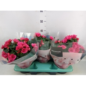 Begonia elat. EN 'Betulia Pink'