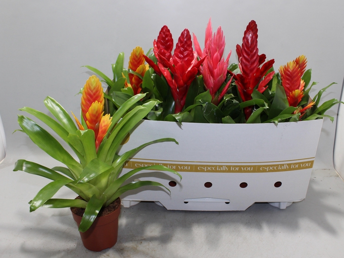 <h4>VRIES GEM 8 SRT</h4>