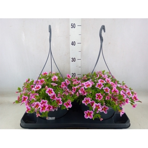 Calibrachoa   ...mix