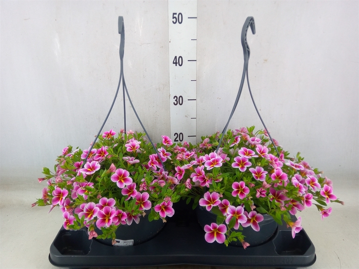 <h4>Calibrachoa   ...mix</h4>